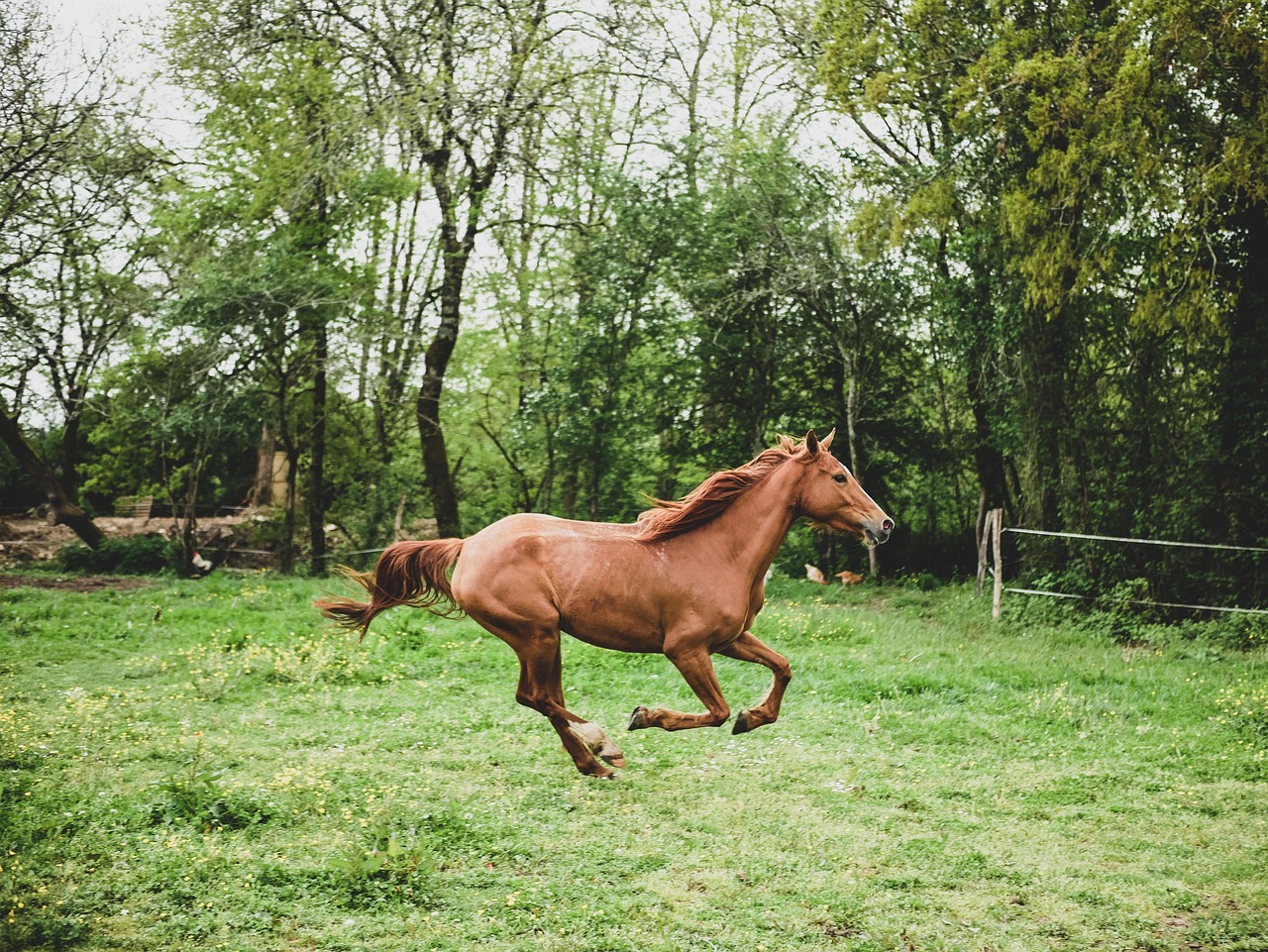animal, horse, mammal-4170531.jpg